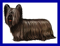 a well breed Skye Terrier dog